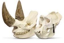 Professionally cleaned skulls (Black Rhino and male Gorilla skulls shown)