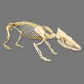 Tenrec Skeleton