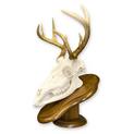 European Mount Deer Skull with Jaw on Oak
