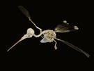 Hummingbird Skeleton