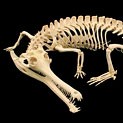 Indian gavial skeleton