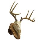 Eropean Mount Deer Skull with Jaw on Walnut 