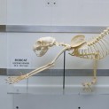Bobcat Skeleton