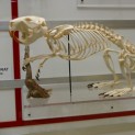 Beaver Skeleton
