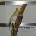 Marmoset Skeleton