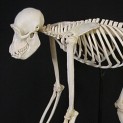 Chimpanzee Skeleton