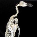 Penguin Skeleton