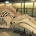 Humpback Whale Skeleton