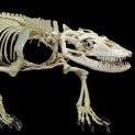 Komodo Dragon Skeleton