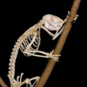 Koala Skeleton