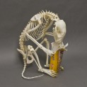 Raccoon Skeleton