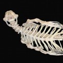Monk Seal Skeleton