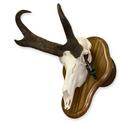European Mount Pronghorn Skull (Wall Mount Walnut Plaque Shown)