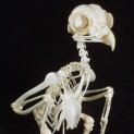 Barred Owl Skeleton