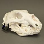 Black Bear with Infection